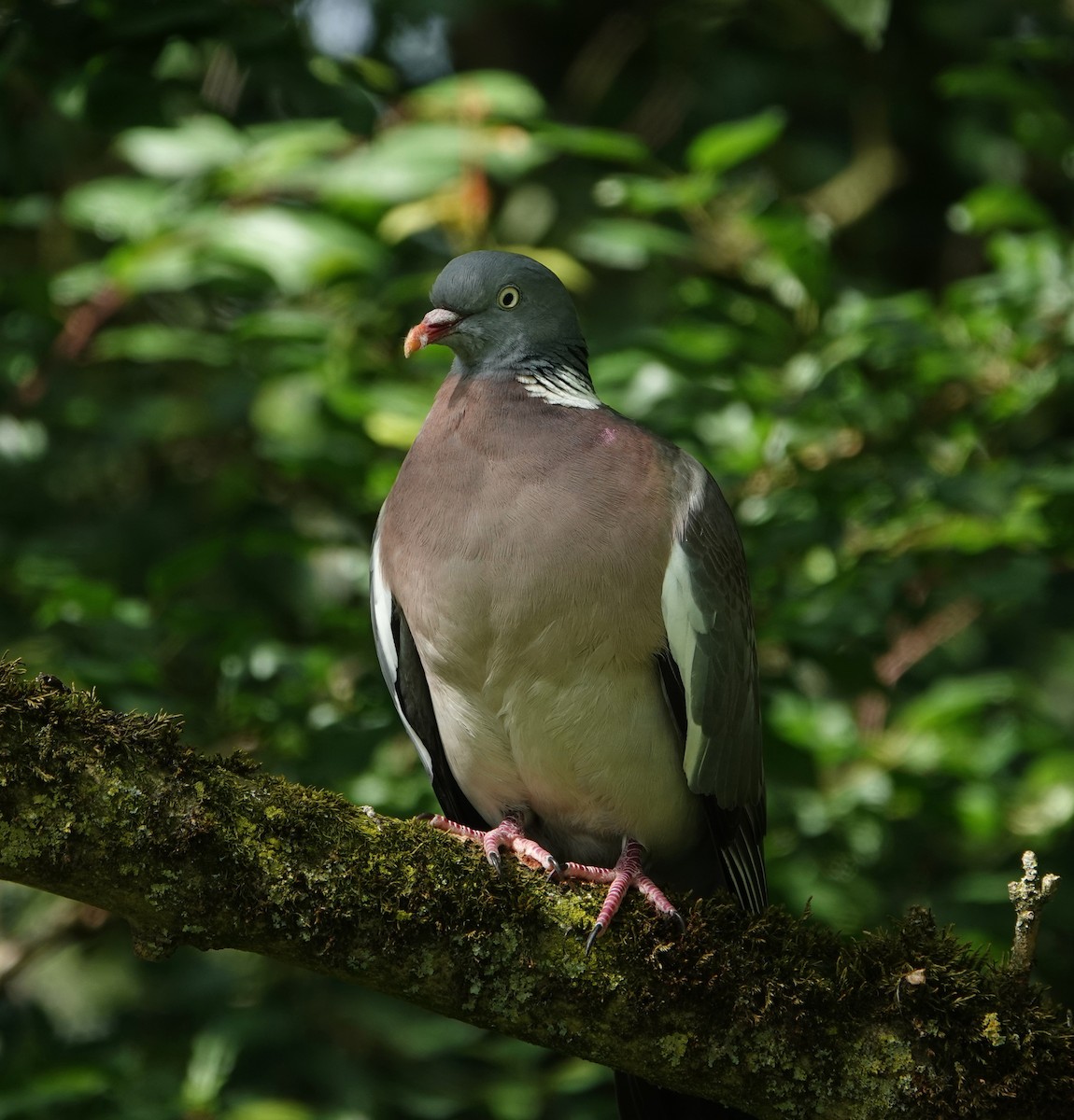 Common Wood-Pigeon - ML637643586