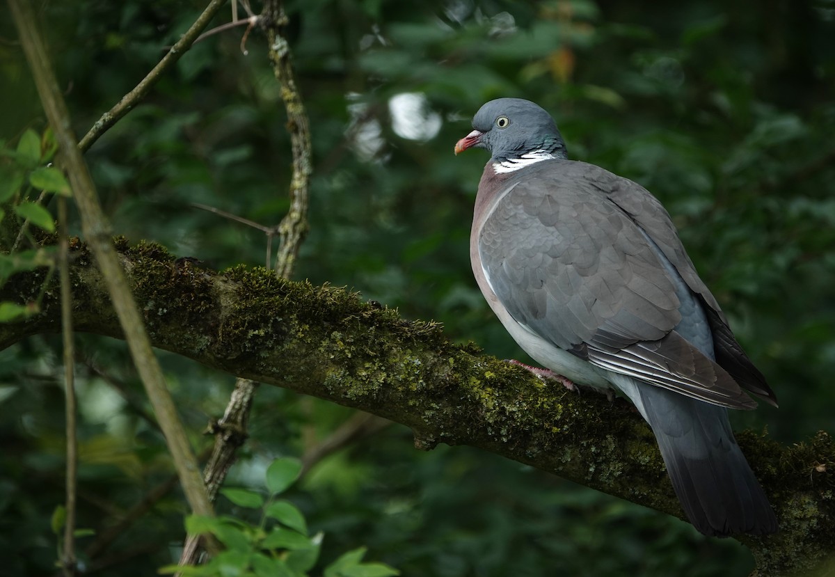 Common Wood-Pigeon - ML637643587
