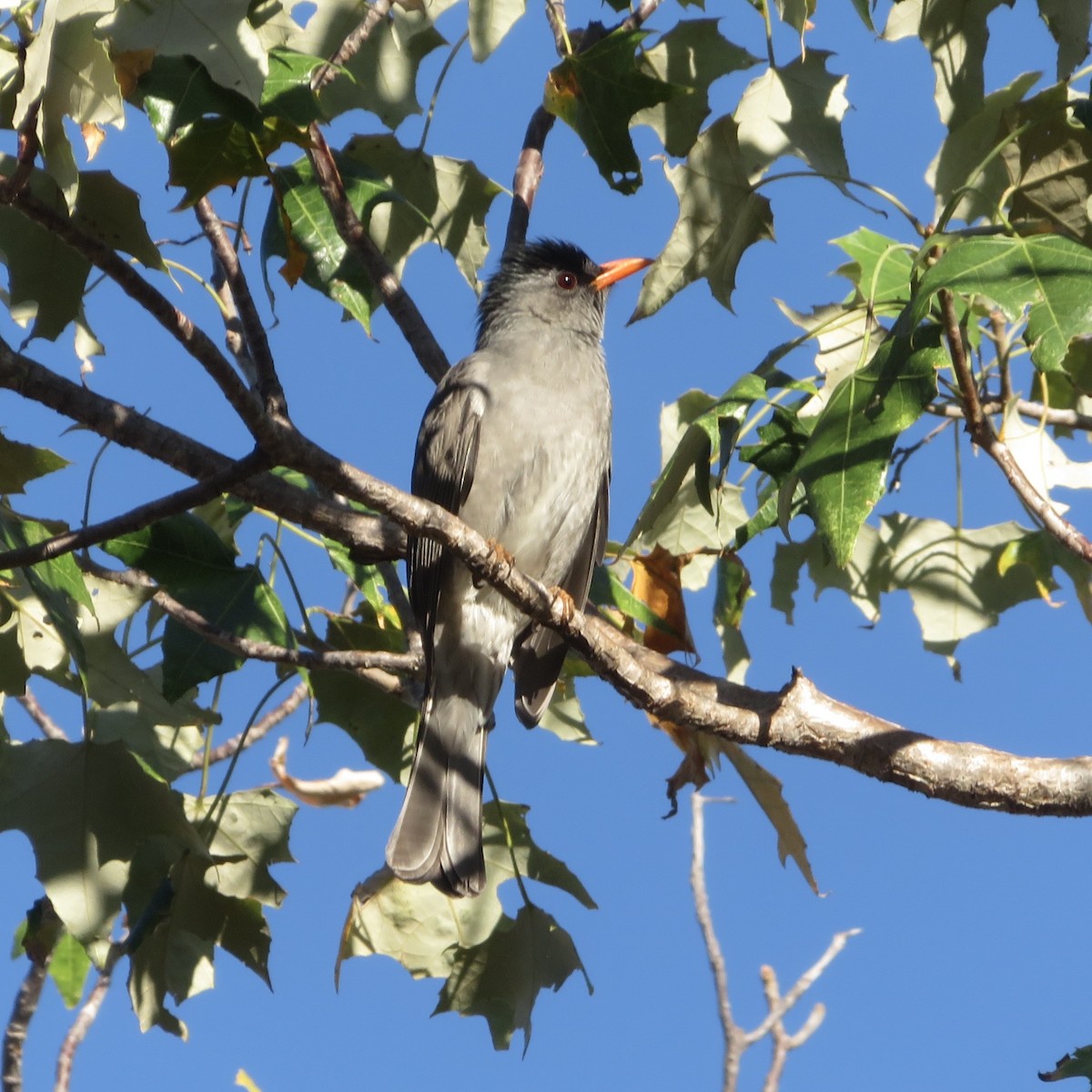 Malagasy Bulbul - ML637643608