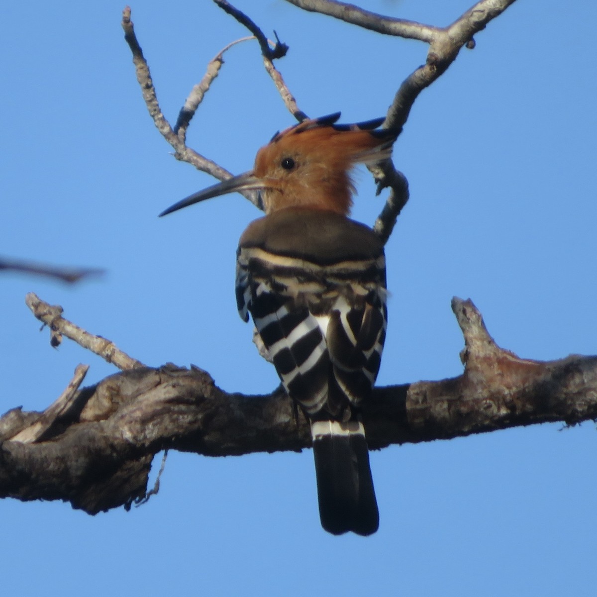 Madagascar Hoopoe - ML637643609