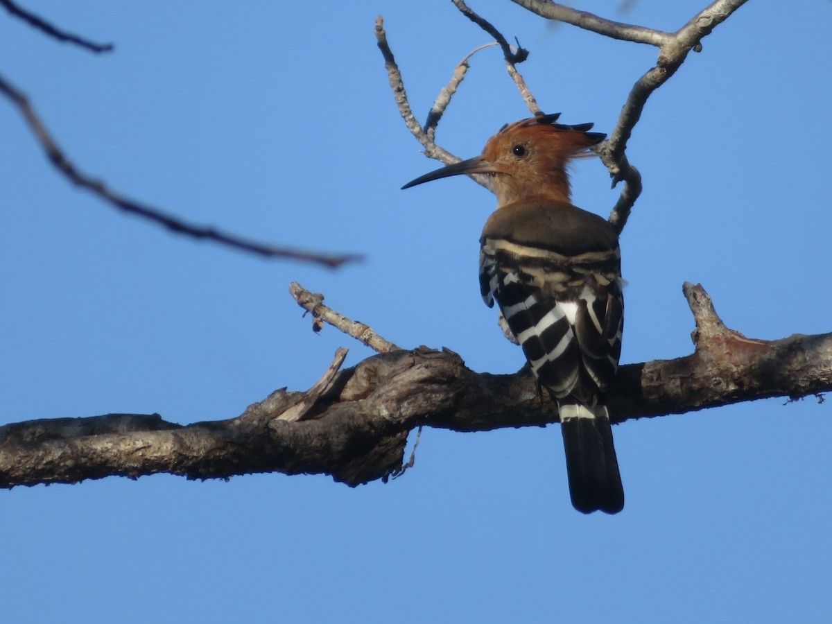 Madagascar Hoopoe - ML637643610