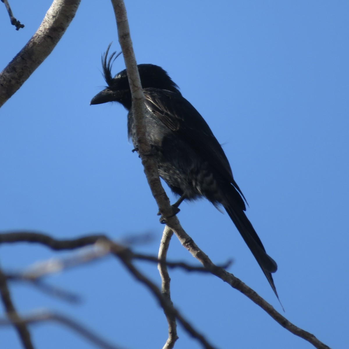 Crested Drongo - ML637643614