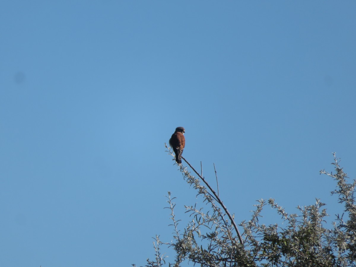 Malagasy Kestrel - ML637643652