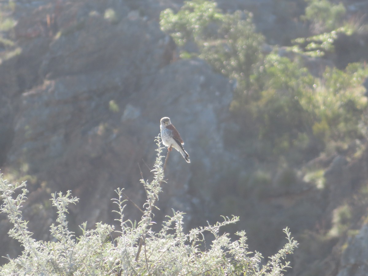 Malagasy Kestrel - ML637643653