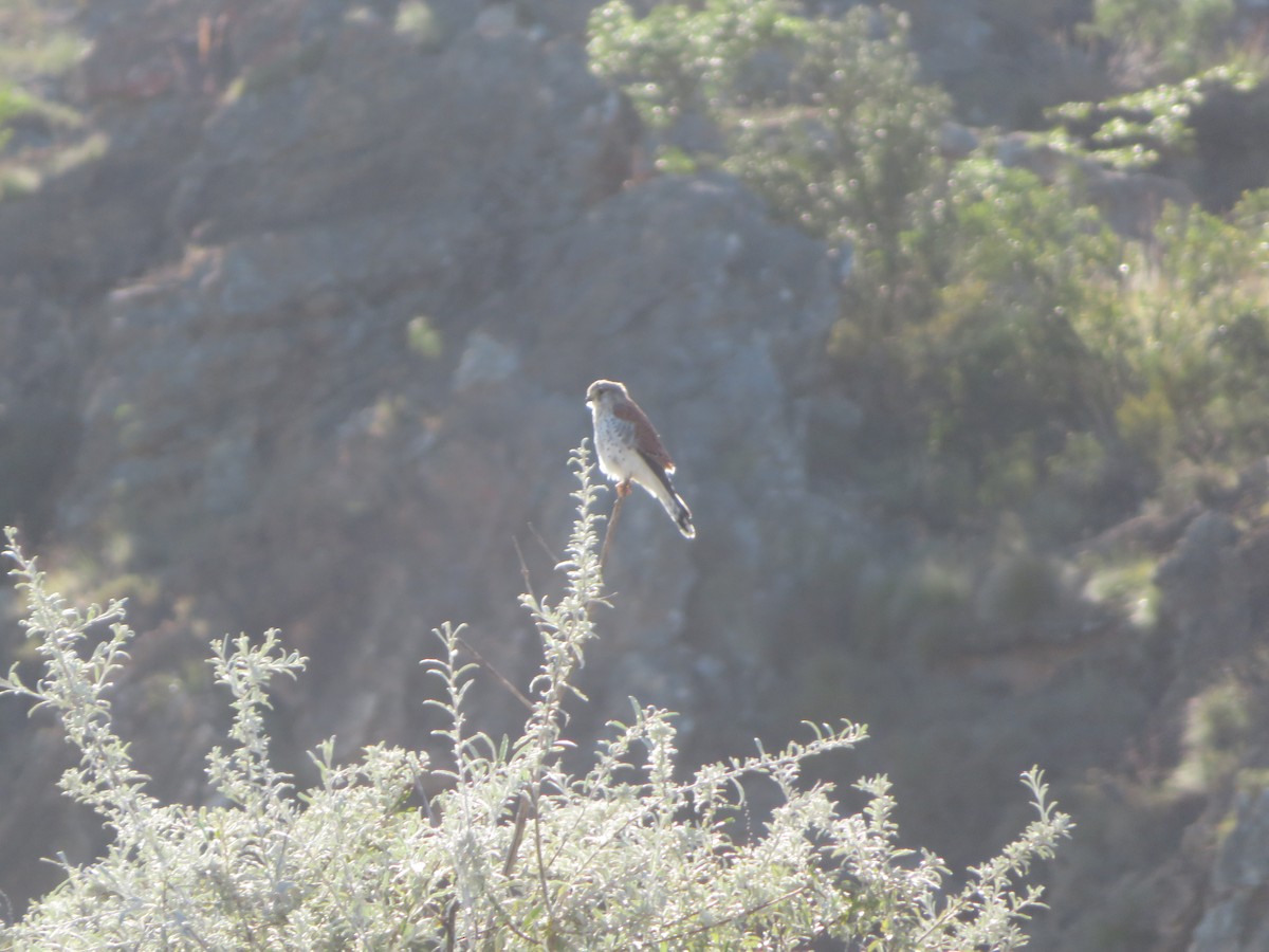 Malagasy Kestrel - ML637643654