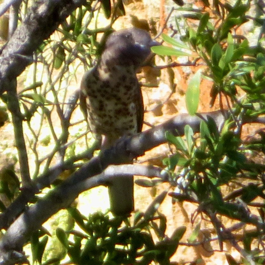 kurol madagaskarský - ML637643659