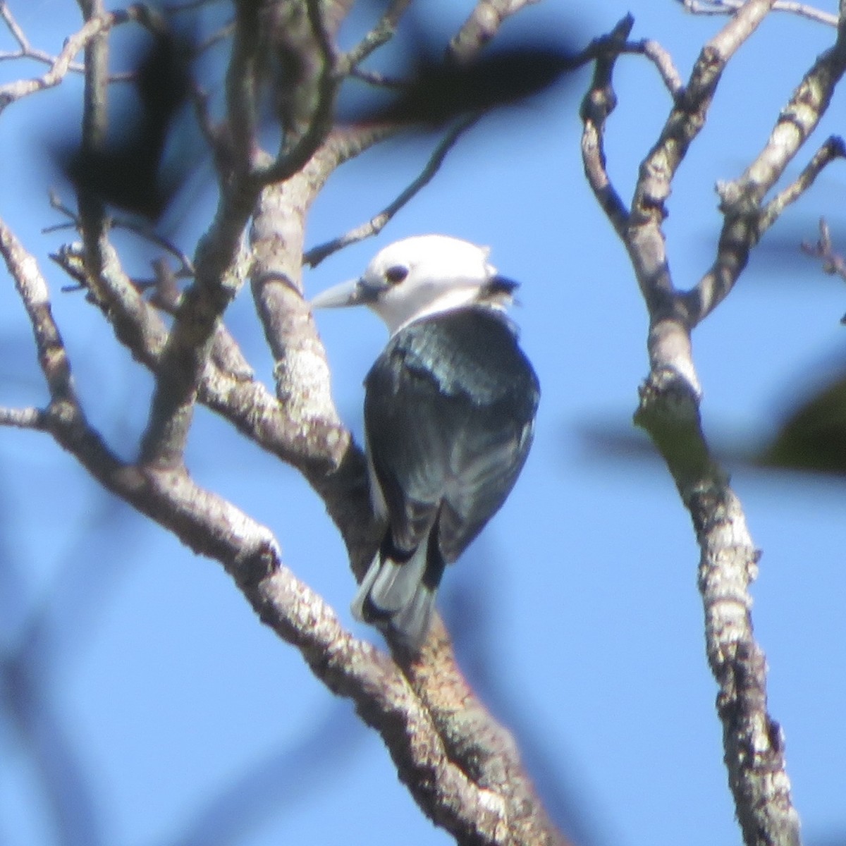 White-headed Vanga - ML637643660