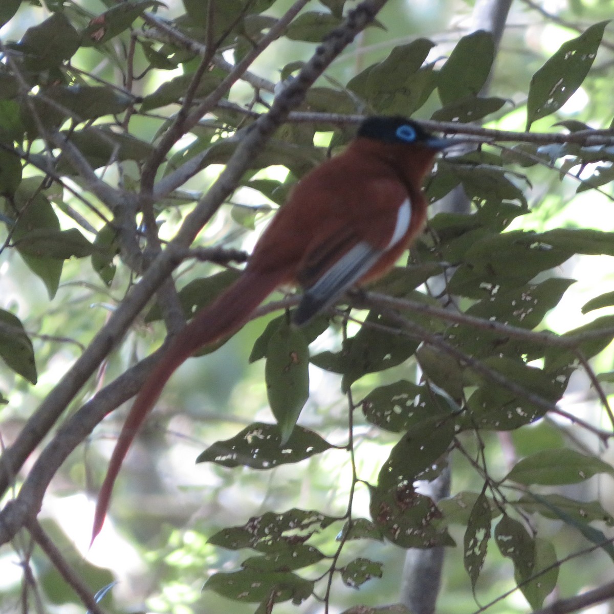 Malagasy Paradise-Flycatcher - ML637643678