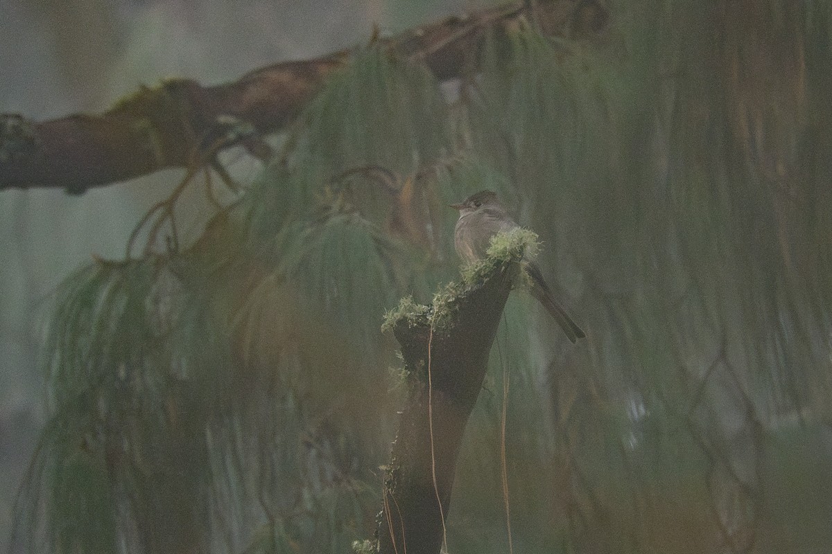 Smoke-colored Pewee - ML637643684
