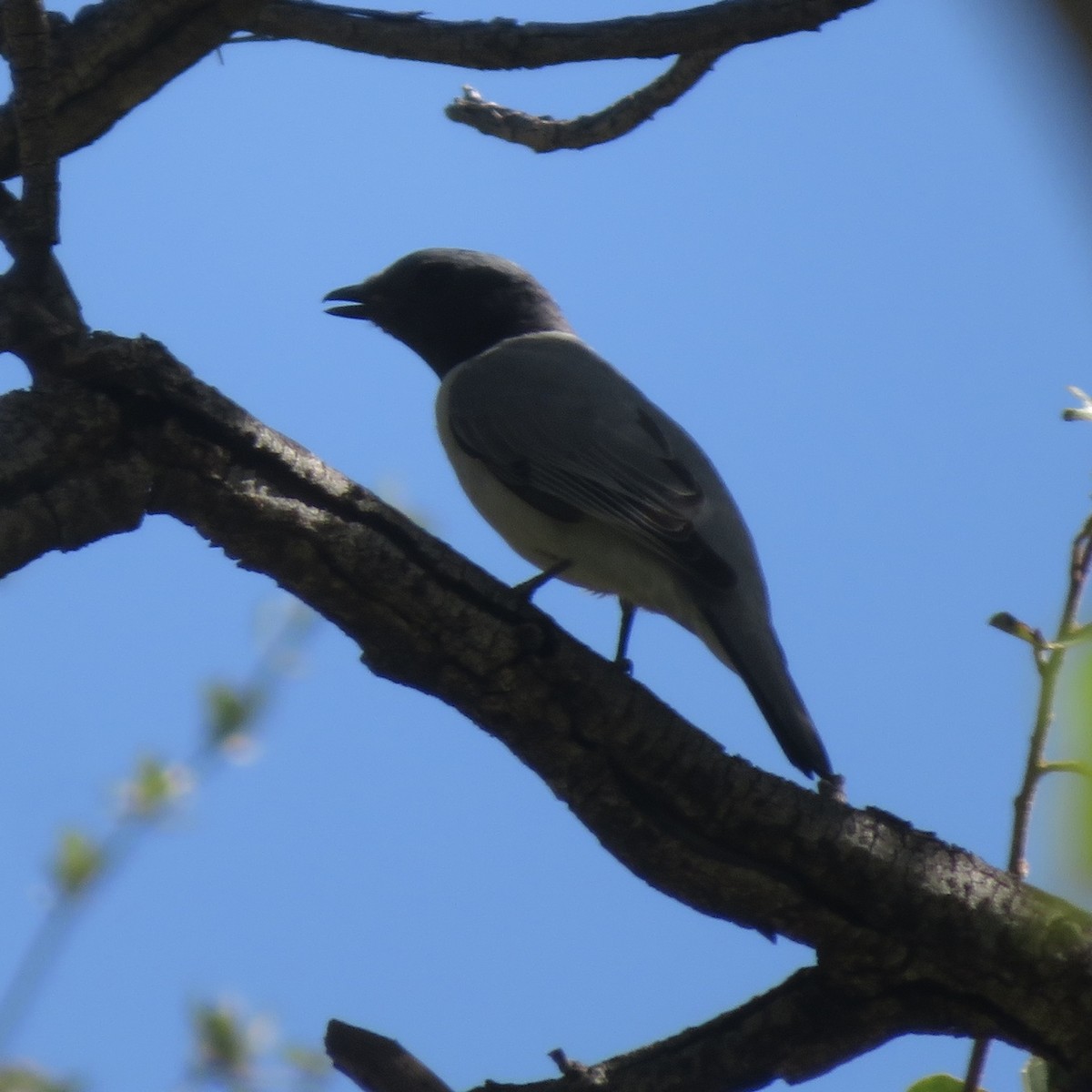 Madagascar Cuckooshrike - ML637643685