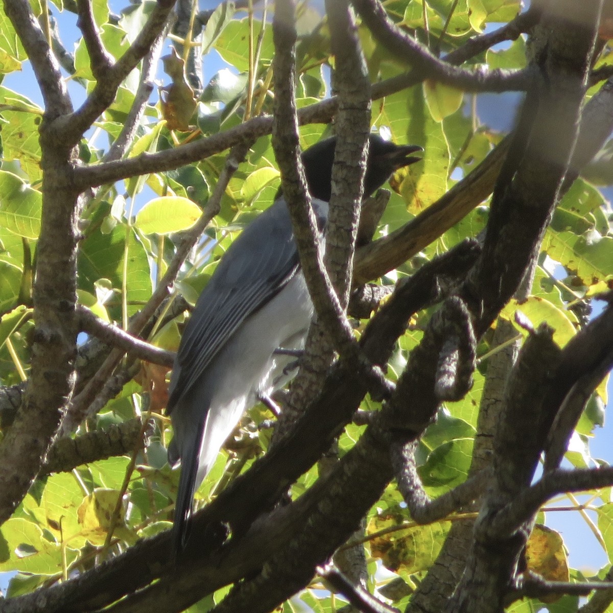 Madagascar Cuckooshrike - ML637643686