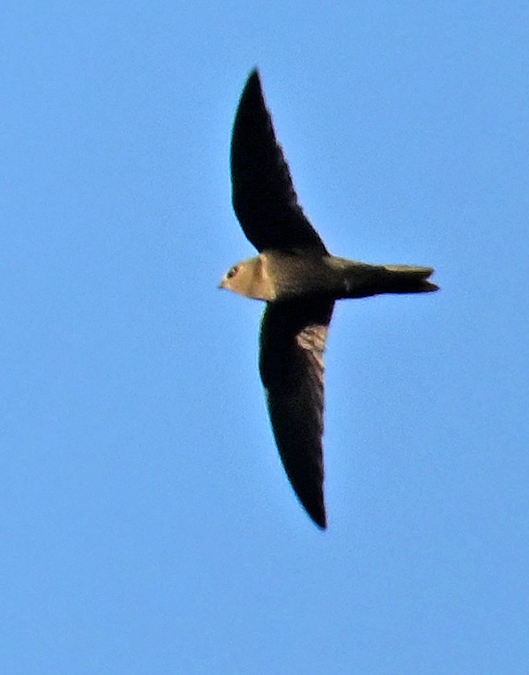 Black Swift - ML637643694