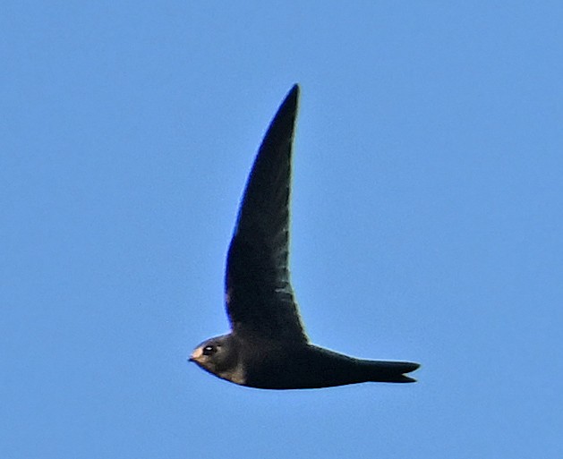 Black Swift - ML637643695