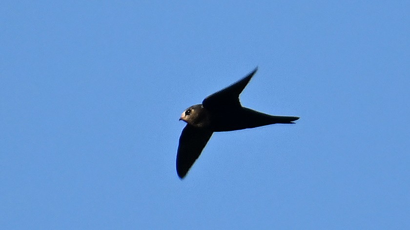 Black Swift - ML637643696