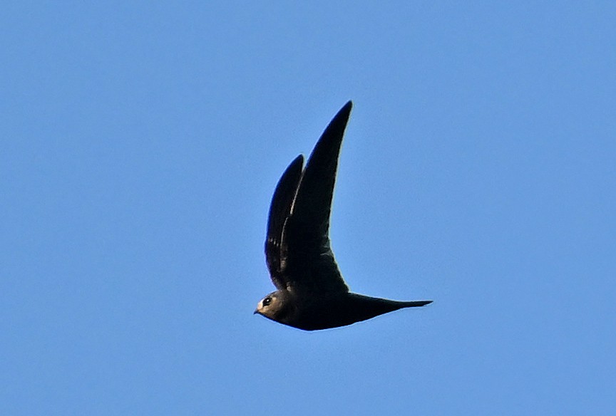 Black Swift - ML637643697