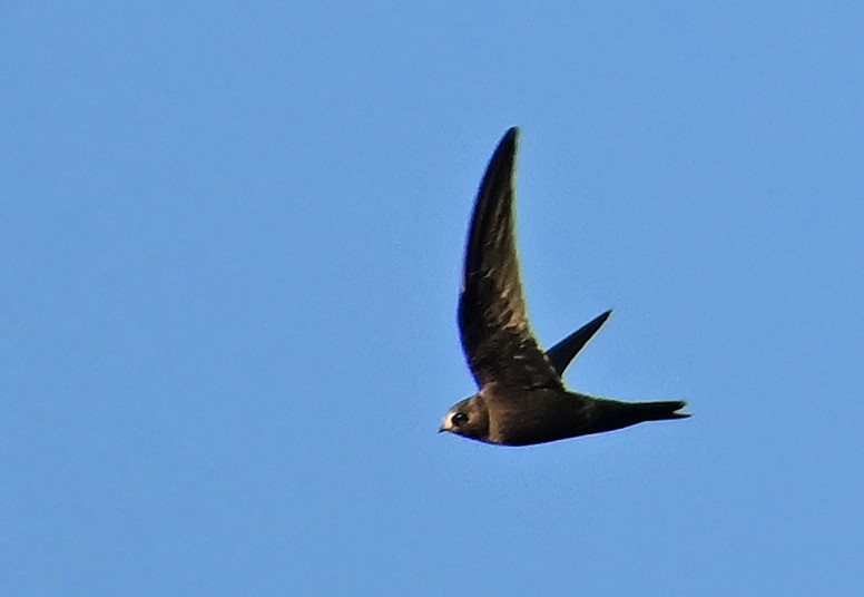 Black Swift - ML637643698