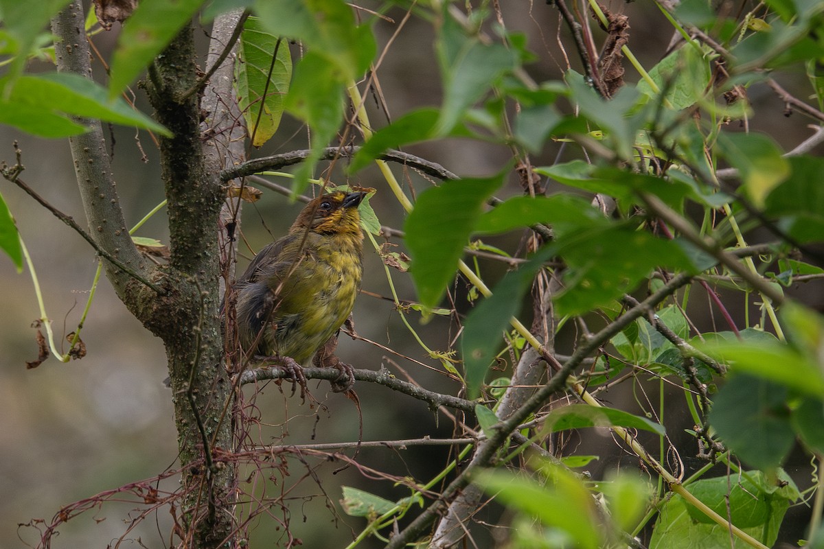 Fulvous-headed Brushfinch - ML637643724