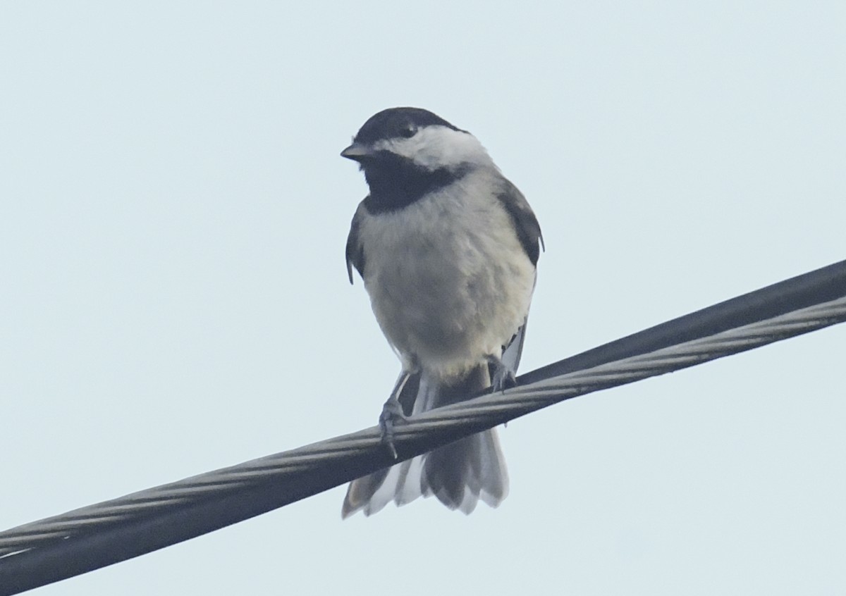 Carolina Chickadee - ML637643749