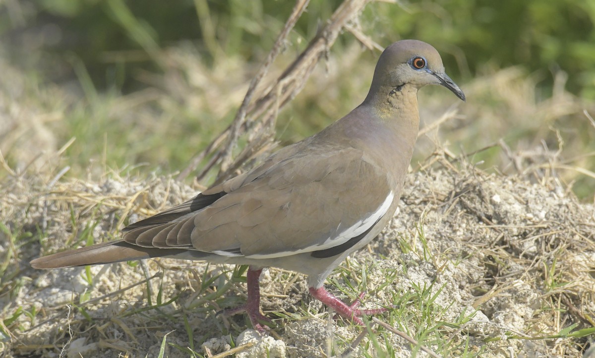 White-winged Dove - ML637643762