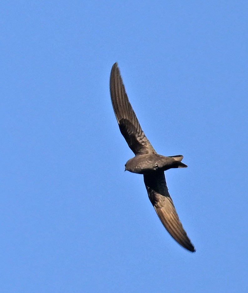 Black Swift - ML637643766