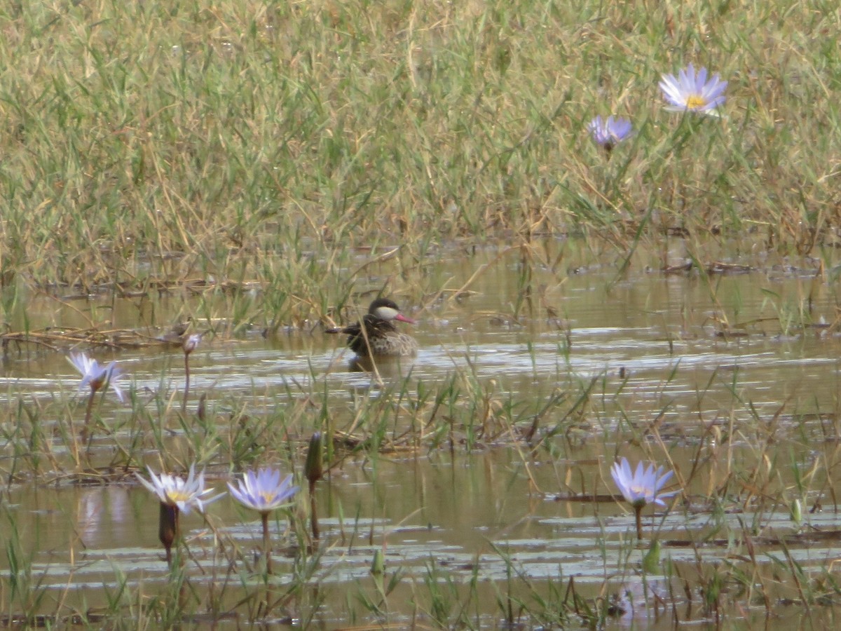 Red-billed Duck - ML637643774