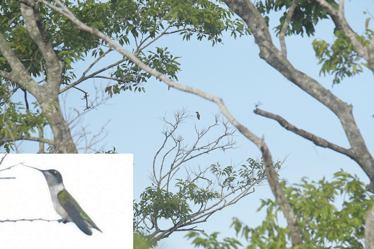 Ruby-throated Hummingbird - ML637643788