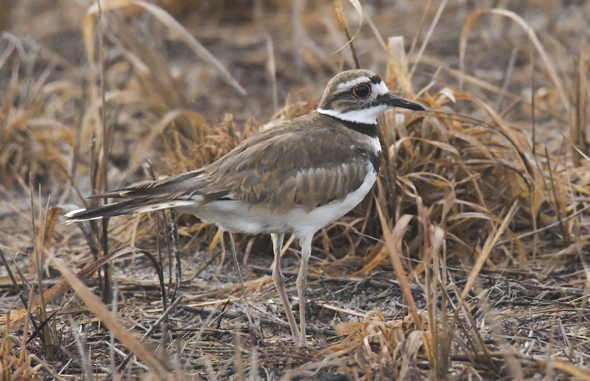 Killdeer - ML637643803