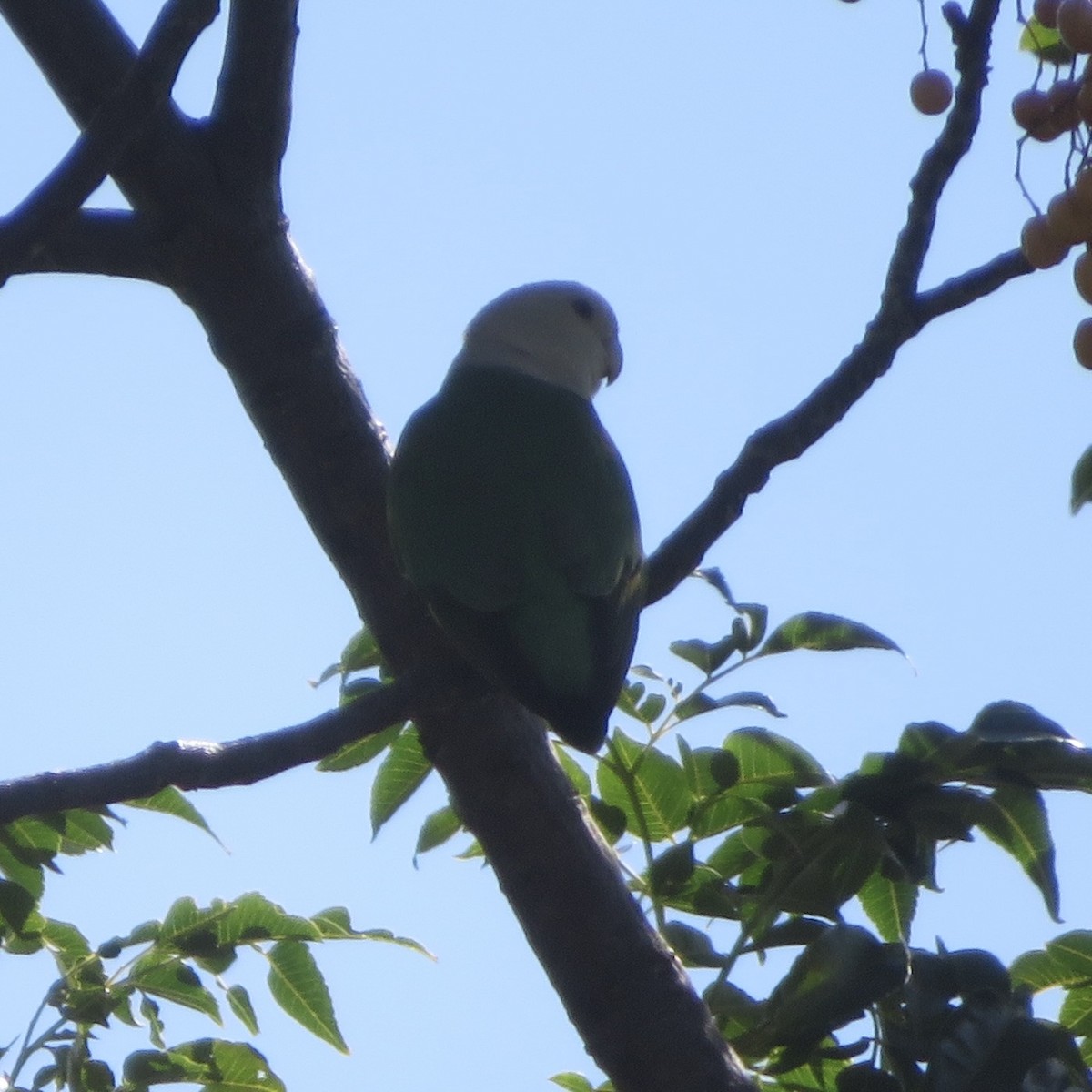 Gray-headed Lovebird - ML637643804