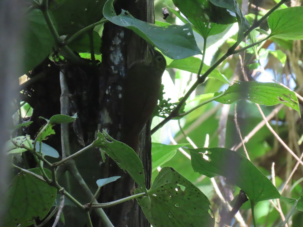 Spotted Woodcreeper - ML637643810