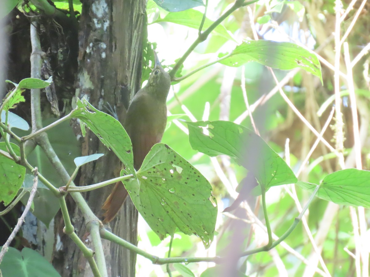 Spotted Woodcreeper - ML637643812