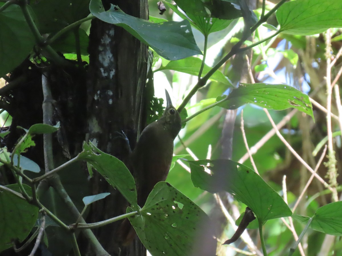 Spotted Woodcreeper - ML637643814