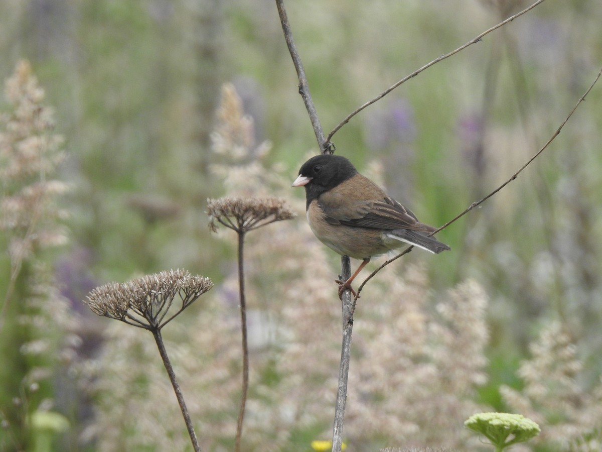 Dark-eyed Junco - ML637643825