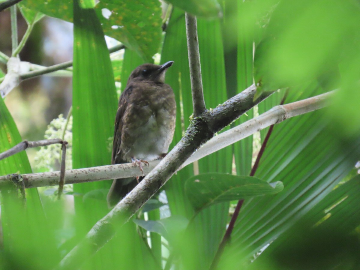 Pale-vented Thrush - ML637643840