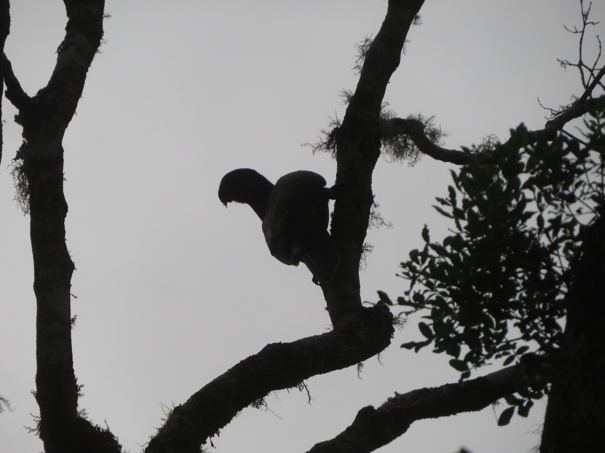 Greater Vasa Parrot - ML637643843