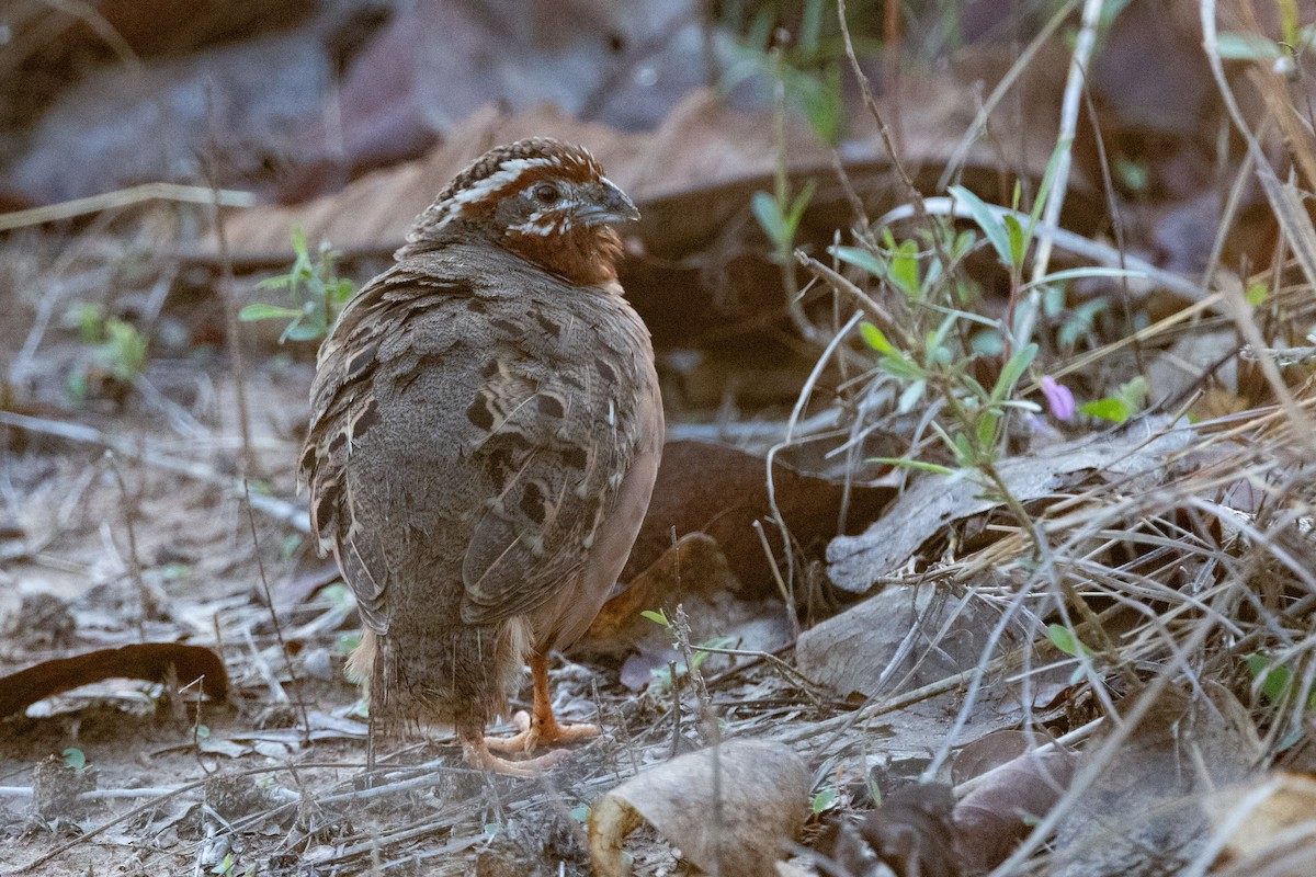 Jungle Bush-Quail - ML637643845
