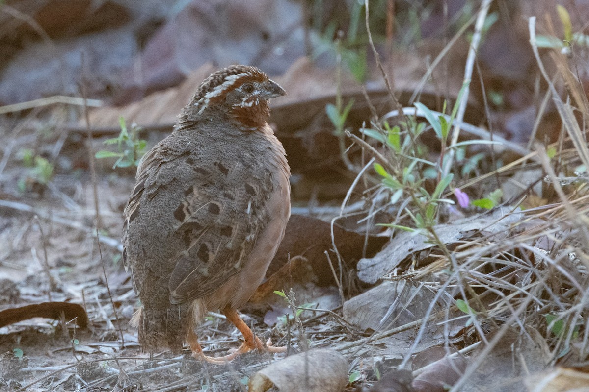 Perdicilla Golirroja - ML637643846