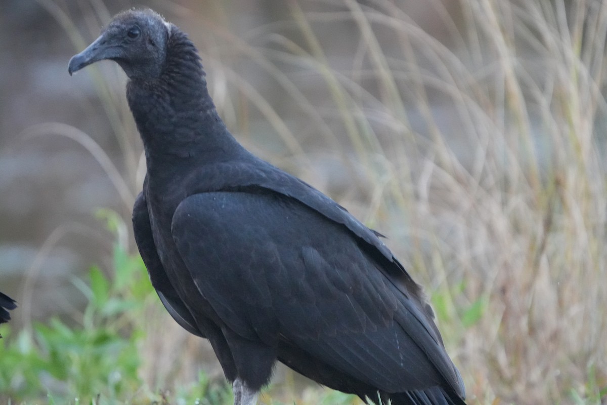 Black Vulture - ML637643853