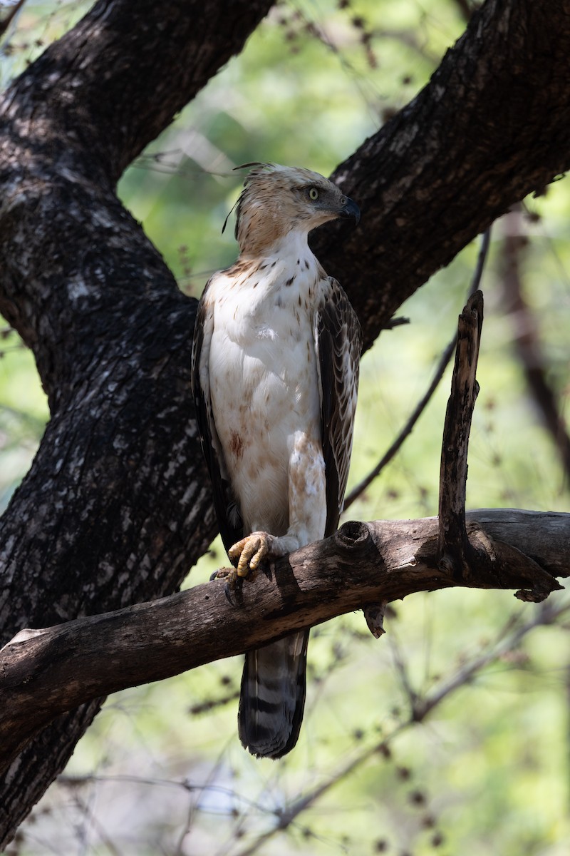 Águila Variable - ML637643854