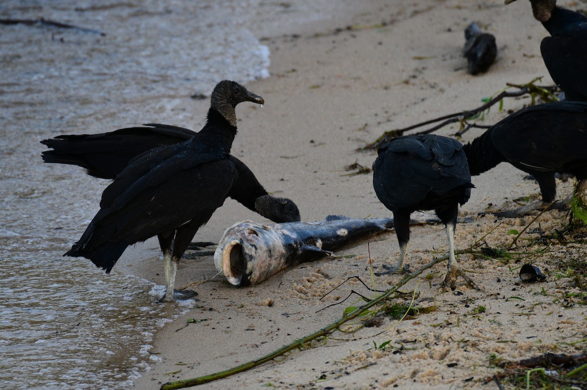 Black Vulture - ML637643856