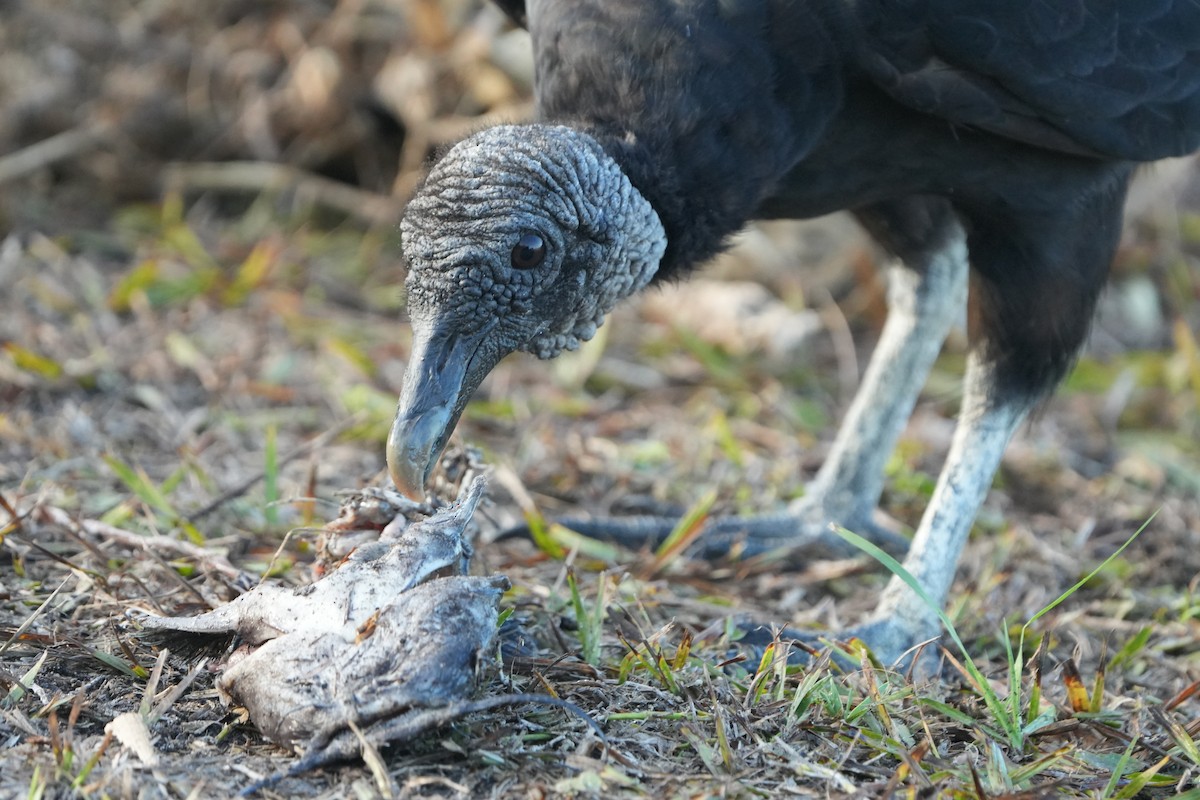 Black Vulture - ML637643861