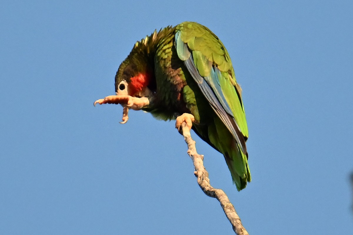 Amazona Cubana - ML637643869