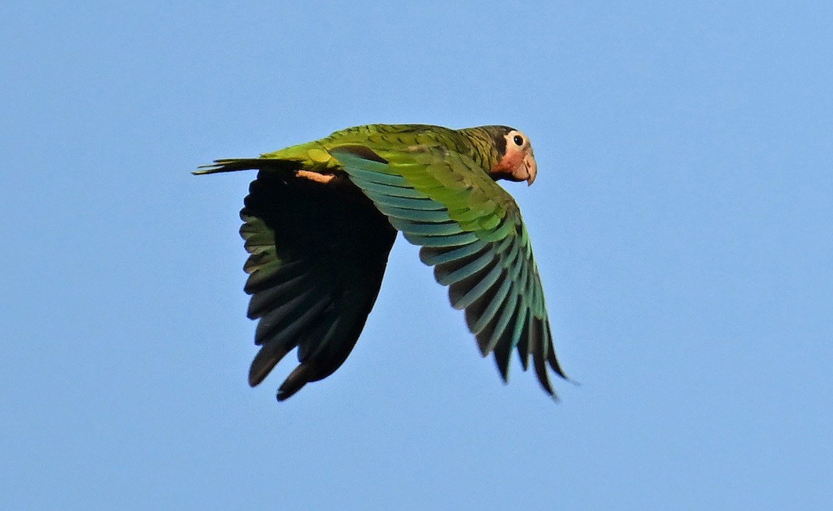 Amazona Cubana - ML637643870