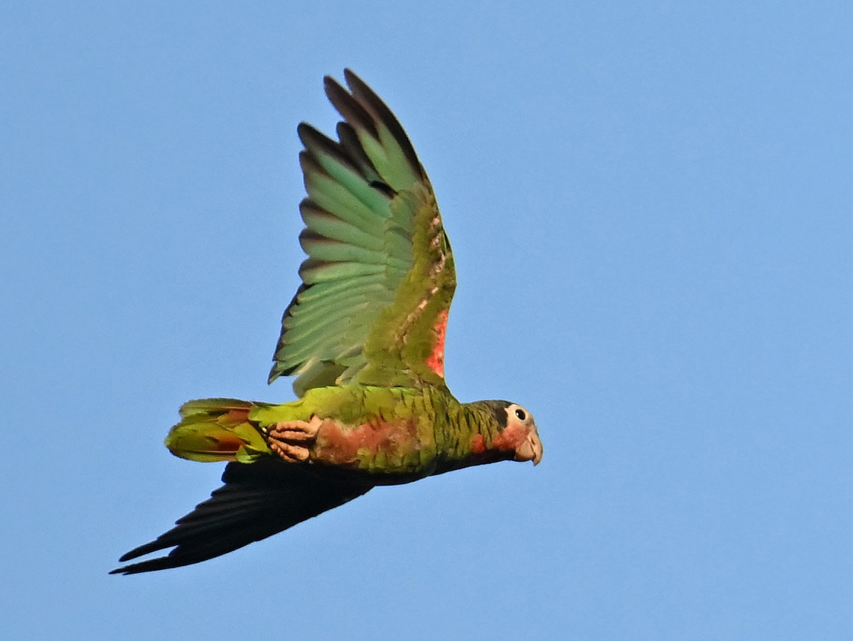 Amazona Cubana - ML637643871