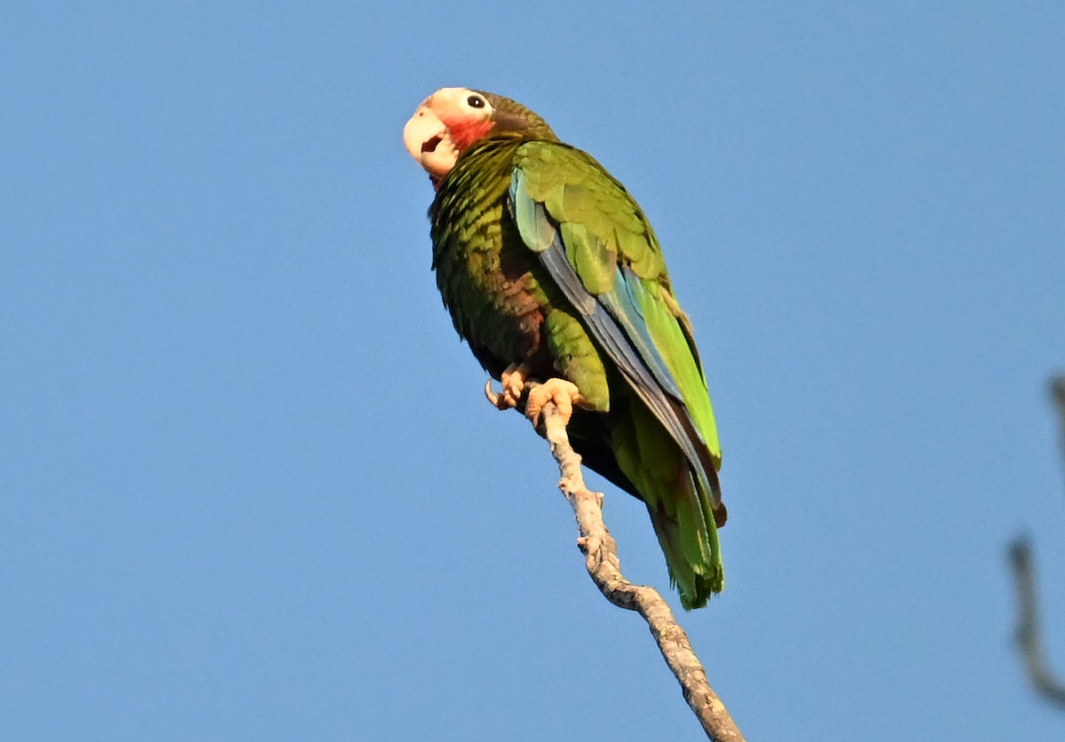 Amazona Cubana - ML637643872