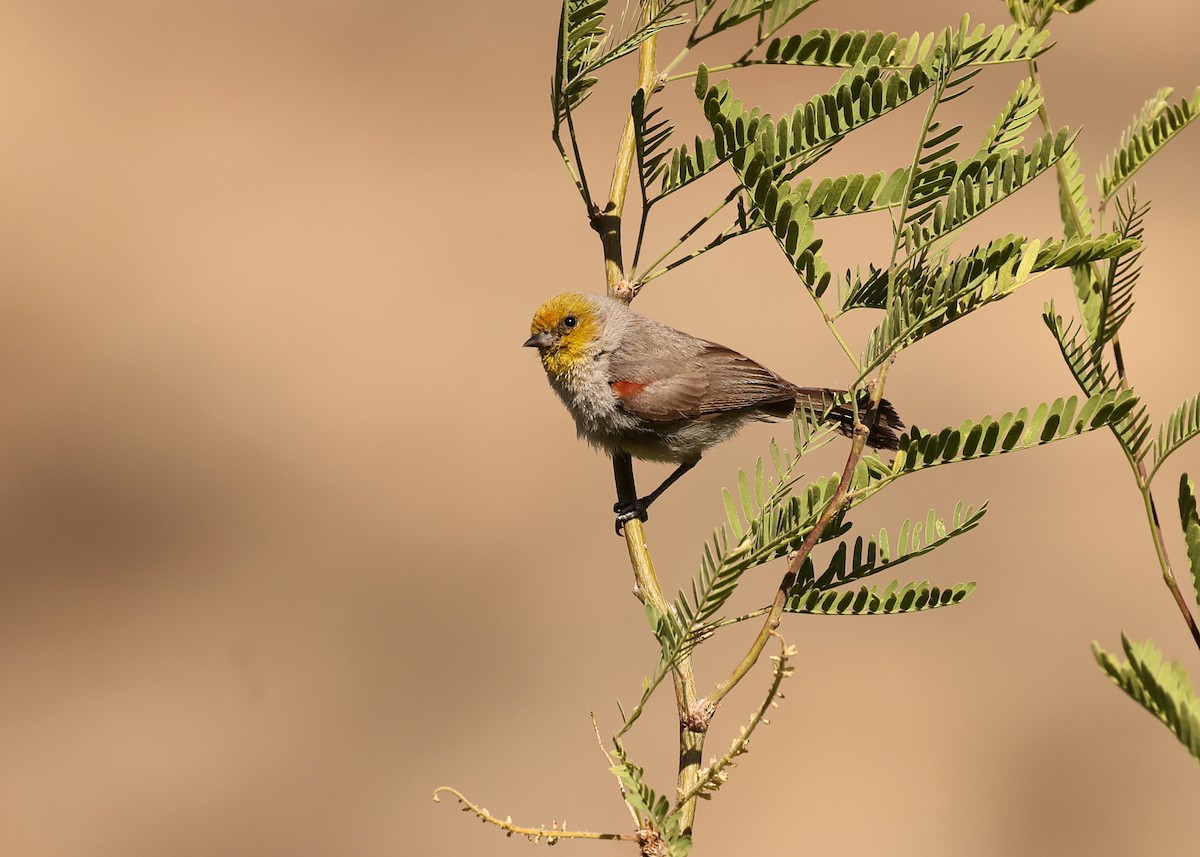 Pájaro Moscón Baloncito - ML637643881