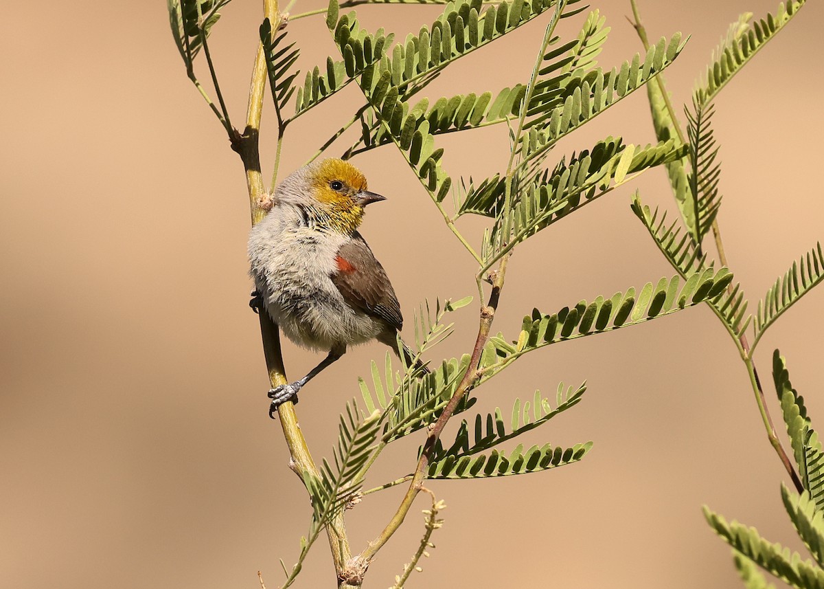 Pájaro Moscón Baloncito - ML637643884