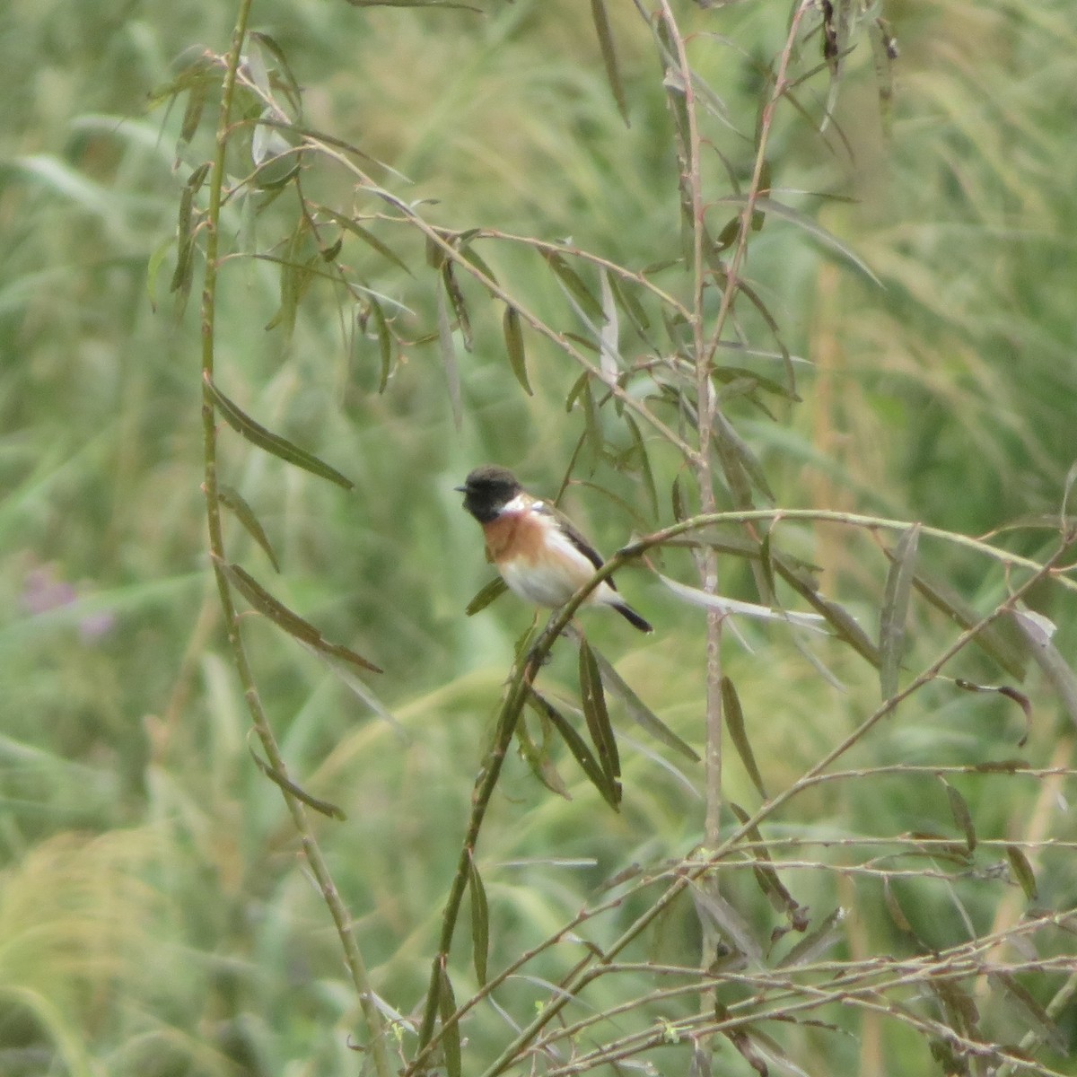 Tarabilla Africana (sibilla) - ML637643885