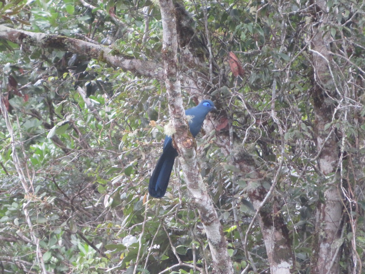 Blue Coua - ML637643907
