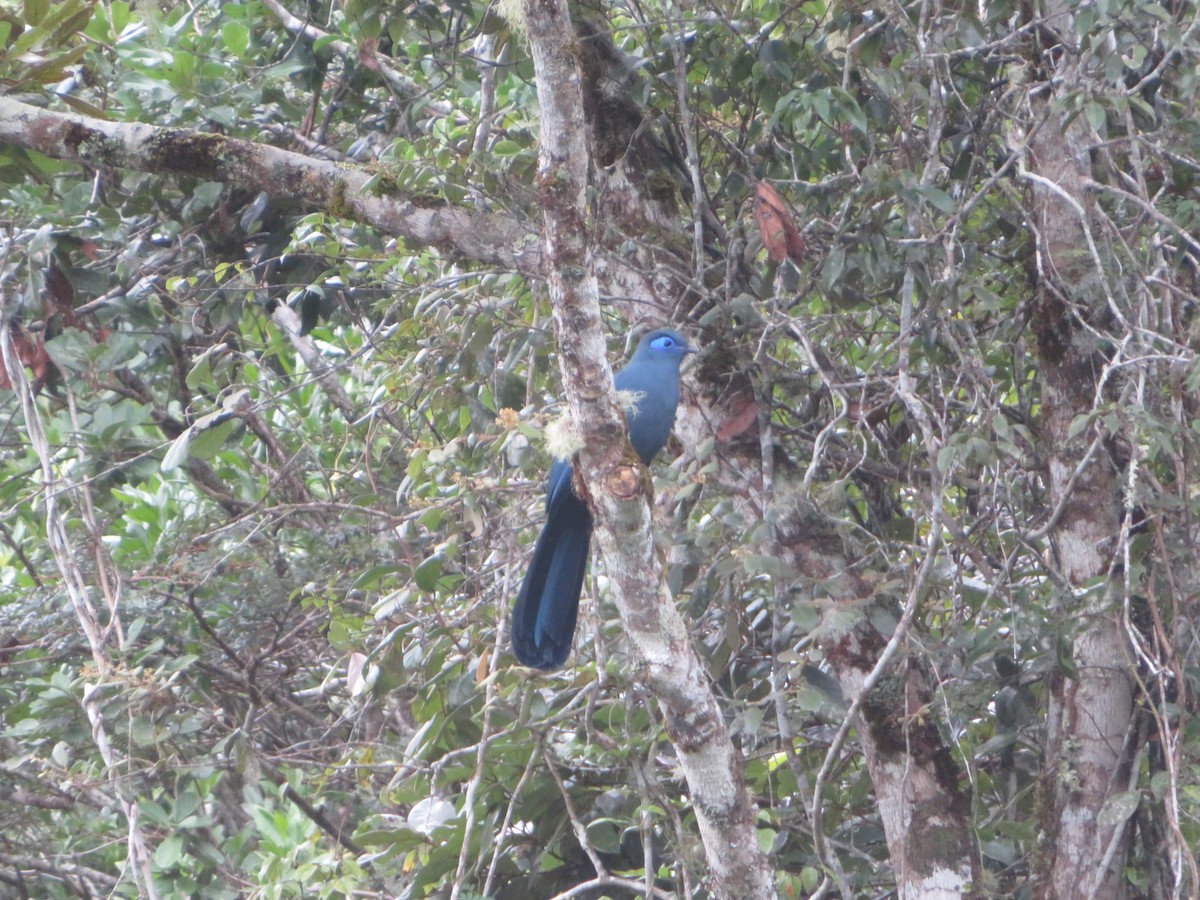 Blue Coua - ML637643908