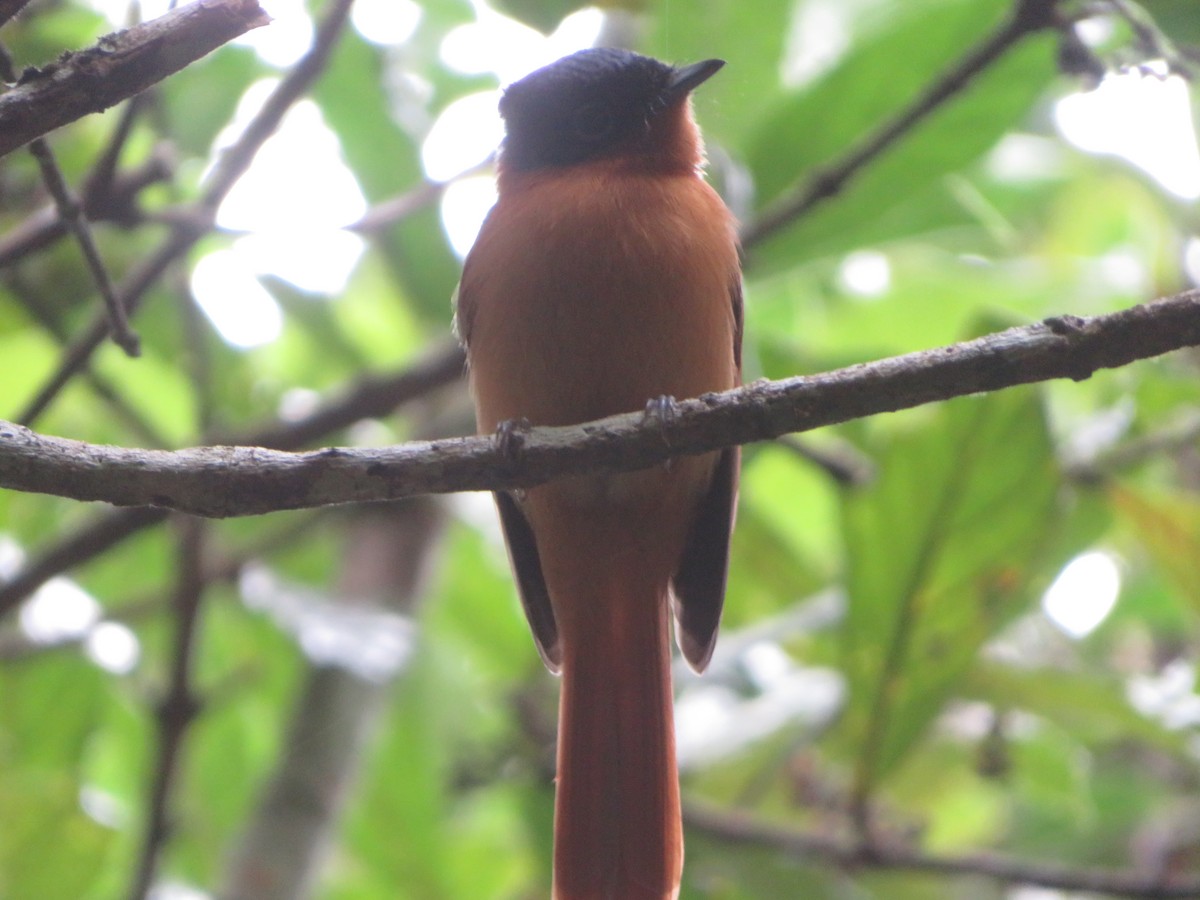 Malagasy Paradise-Flycatcher - ML637643911